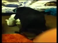 Dog hard fucking a slut in animal porno